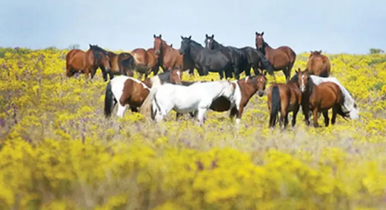 Genetisch-ist-der-Mustang-ein-Schmelztiegel-aus-verschiedenen-Pferderassen-Sowohl-Araber-Andalusier-und-Berber-als-auch-afrikanische-Pferderassen-und-Friesen-konnten-nachgewiesen-werden