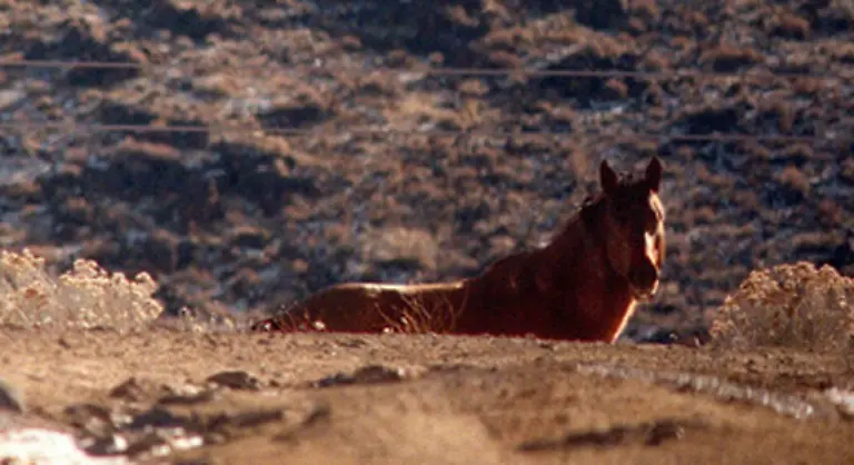 Diese-Pferde-haben-sich-so-gut-ihrer-Umgebung-angepasst-dass-sie-faehig-sind-selbst-in-karger-Natur-zu-ueberleben