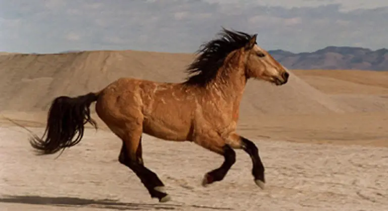 Der-kraeftige-Koerperbau-die-starken-eher-kurzen-Beine-und-die-harten-Hufe-sind-typische-Merkmale-der-Mustangs