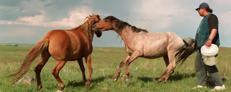 Trotz-der-wilden-Lebensart-sind-die-Tiere-dem-Menschen-im-Allgemeinen-zugewandt
