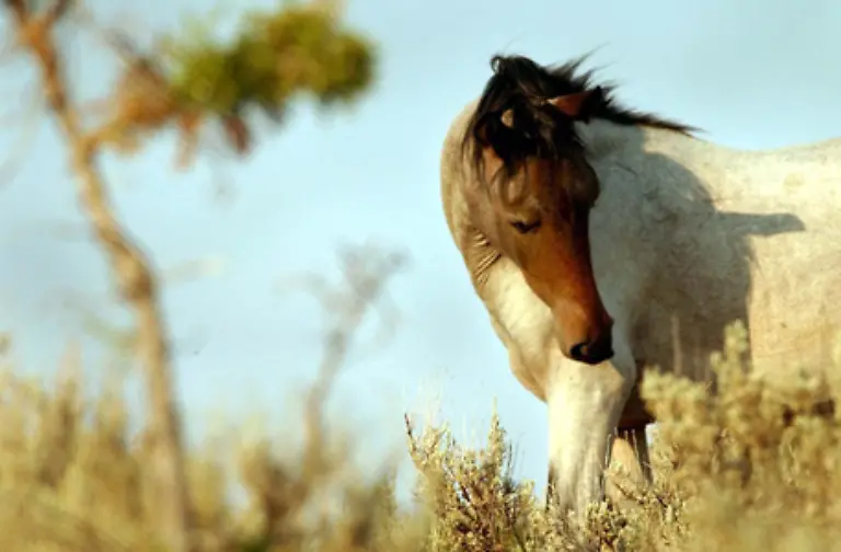 Aber-auch-diese-Eigenschaft-hilft-den-Tieren-letztlich-nicht-in-Ruhe
