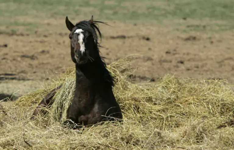 und-Freiheit-gelassen-zu-werden