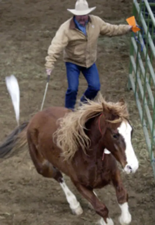Das-robuste-Tier-wird-auch-weiterhin-dem-Willen-der-Menschen-und-der-Entscheidung-der-US-Regierung-ausgeliefert-sein