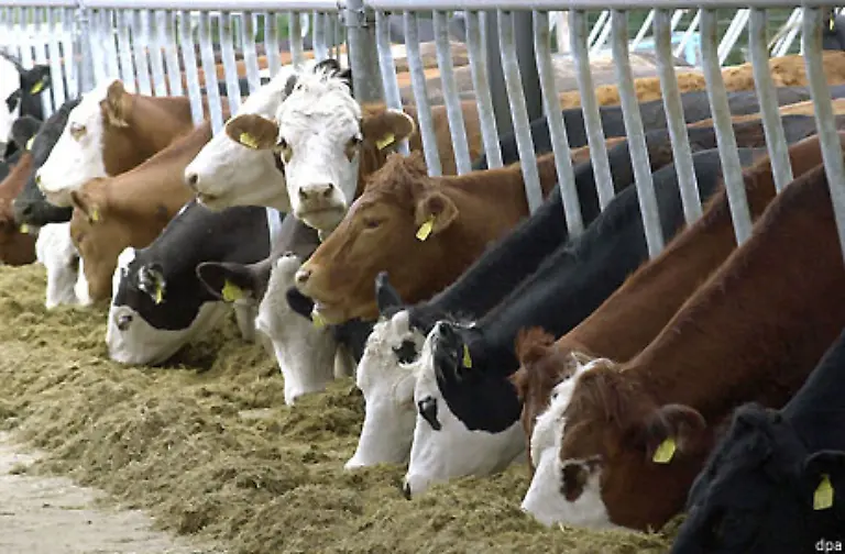 Wird-das-Rind-gar-mit-Soja-ernaehrt-benoetigt-es-pro-Kilo-Fleisch-10-Kilogramm-Soja-Fuer-die-Produktion-jedes-Kilos-Soja-muessen-wiederum-1-000-Liter-Wasser-eingesetzt-werden