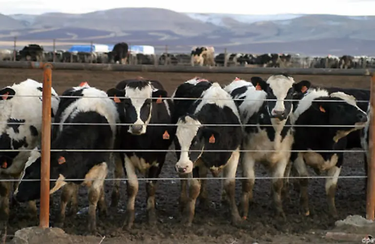 In-der-Intensivtierhaltung-steigt-die-virtuelle-Wassermenge-fuer-ein-Kilogramm-Rindfleisch-schnell-auf-100-000-Liter
