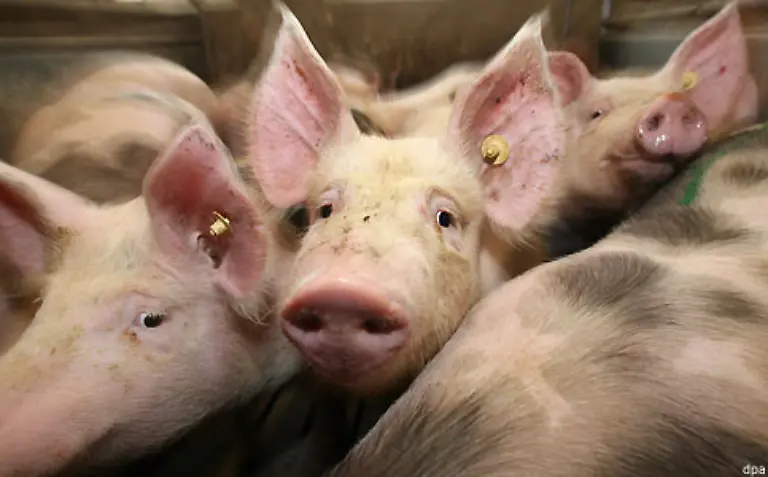133-1-Kilogramm-Schweinefleisch-4-800-Liter