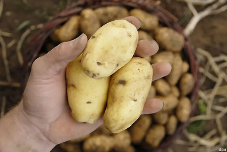 133-und-auf-1-Kilogramm-Kartoffeln-160-Liter-Wasser