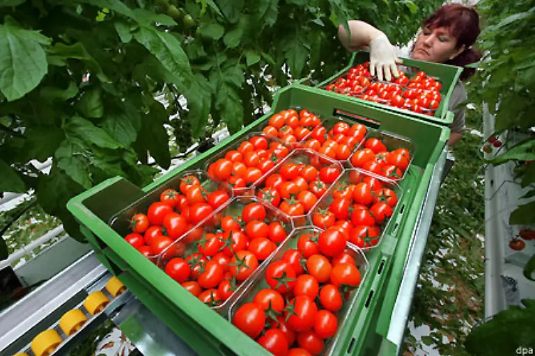 Eine-Tomate-von-etwa-70-Gramm-schlaegt-mit-13-Litern-zu-Buche