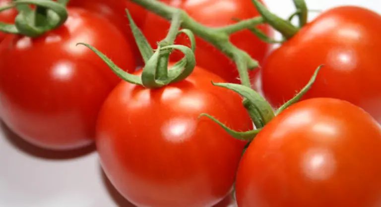 oder-die-Tomate