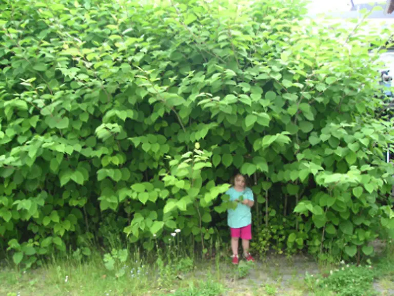 Andere-dagegen-veraergern-uns-weil-sie-im-Garten-zu-gross-werden-und-anderen-Pflanzen-Lebensraum-streitig-machen-wie-beispielsweise-der-Riesenknoeterich