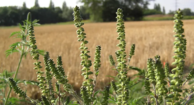 Doch-ist-diese-Bezeichnung-falsch-da-Ambrosia-eine-Pflanzengattung-ist-zu-der-ein-Dutzend-verschiedene-Arten-gehoeren