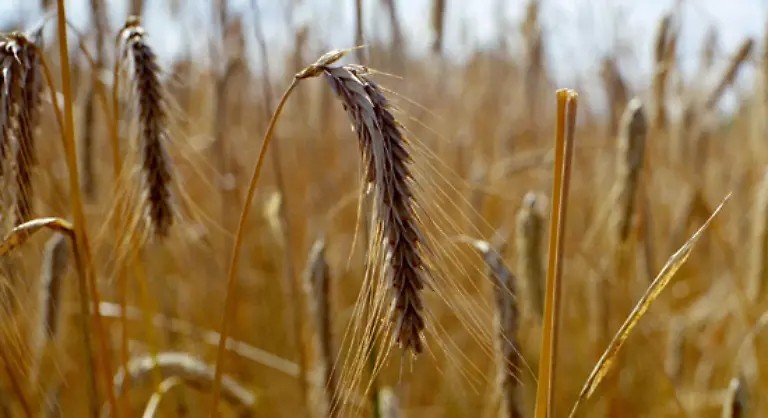 In-dieser-Zeit-bluehen-nur-noch-wenige-einheimische-allergieausloesende-Pflanzen