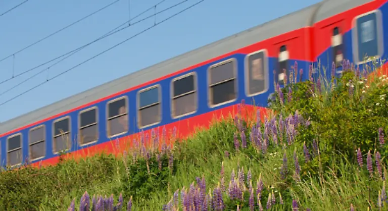 Da-die-Pflanze-sehr-anspruchslos-ist-waechst-sie-an-Strassenraendern-Bahndaemmen-auf-Baustellen-und-Schutthalden
