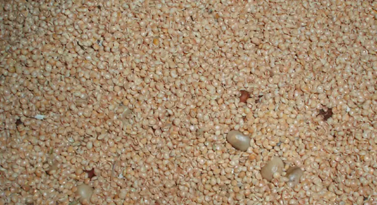 Von-18-Vogelfutterprodukten-waren-15-mit-Ambrosia-Samen-verunreinigt-fand-die-Zeitschrift-Oekotest-2007-heraus
