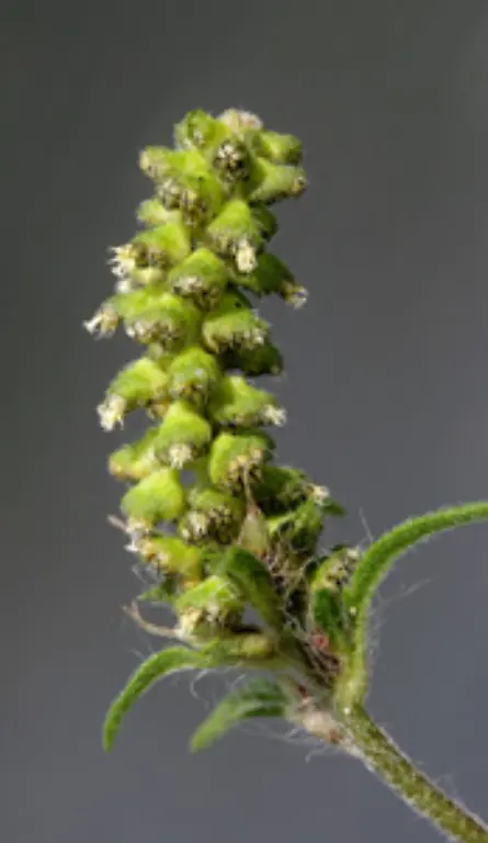 Die-gelben-Bluetenkoepfchen-sind-am-Ende-der-Zweige-als-ehrenartige-Traube-angeordnet-Der-Pollen-wird-am-Morgen-wenn-der-Tau-getrocknet-ist-freigelassen