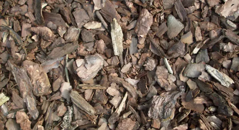 oder-mit-Rindenmulch-abgedeckt-werden