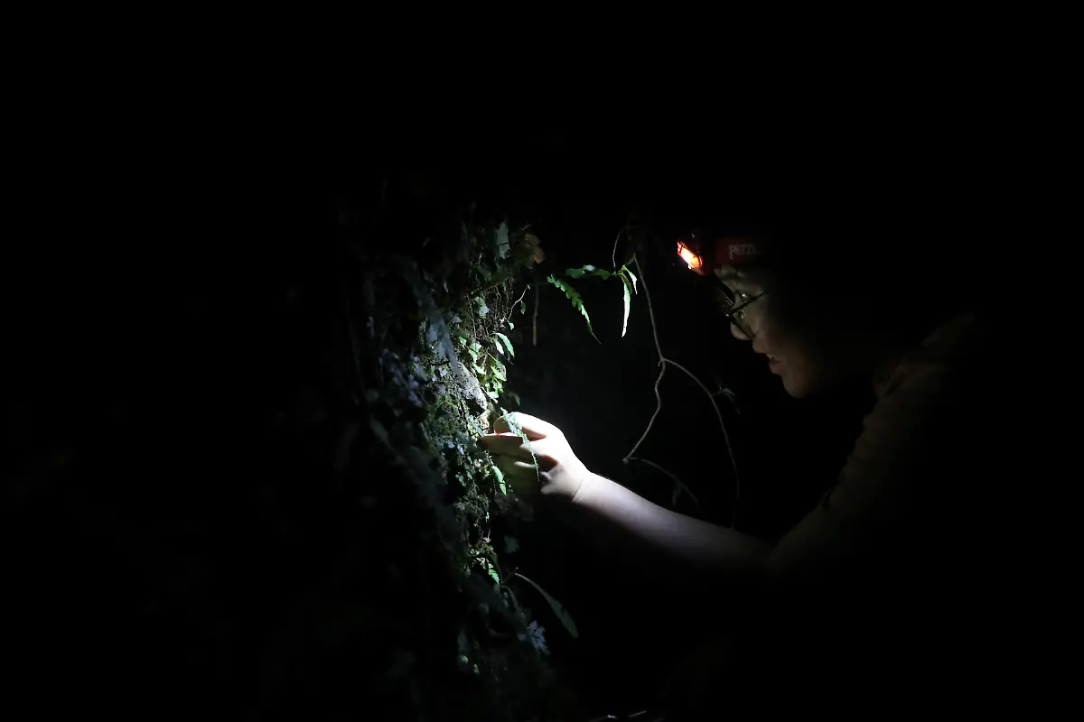 Cheng-Ken-Yu-Moos-auf-Stein