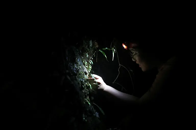 Cheng-Ken-Yu-Moos-auf-Stein