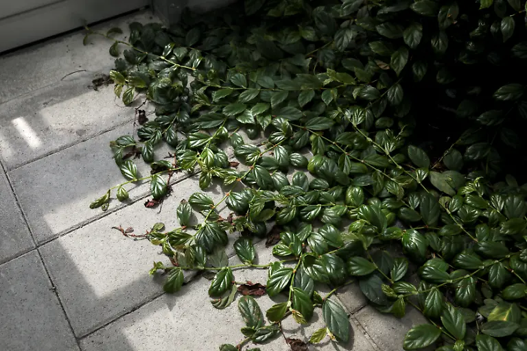 Im-Botanic-Conservation-Center-in-Pingtung2