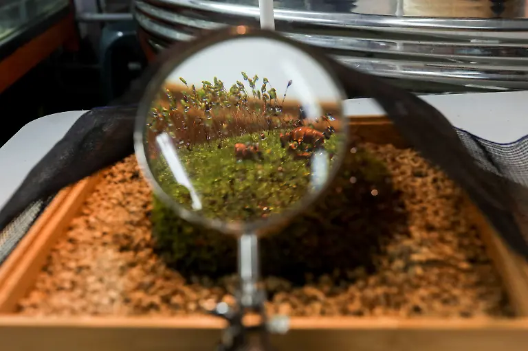 Bryum-Art-Bryophpyta