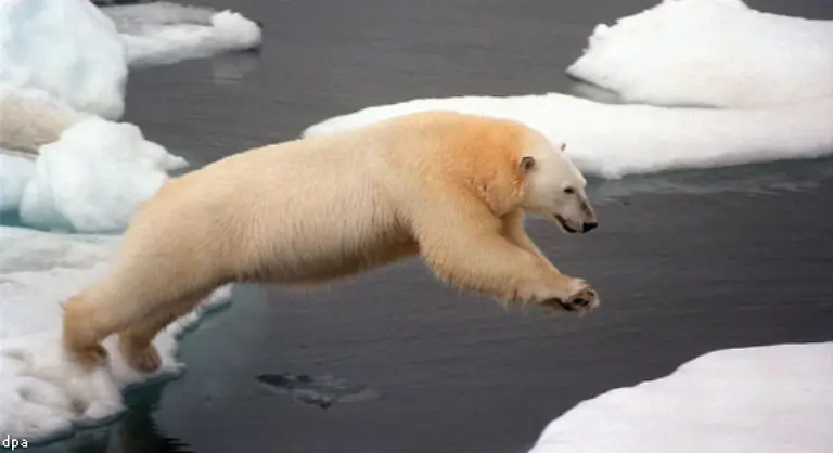 Die-Eisbaeren-verlieren-schon-jetzt-den-Boden-unter-den-Fuessen-Die-Bestandszahlen-sinken-massiv-weil-Eisbaeren-entweder-verhungern-oder-noch-vor-wenigen-Jahren-unvorstellbar-bei-der-Jagd-ertrinken