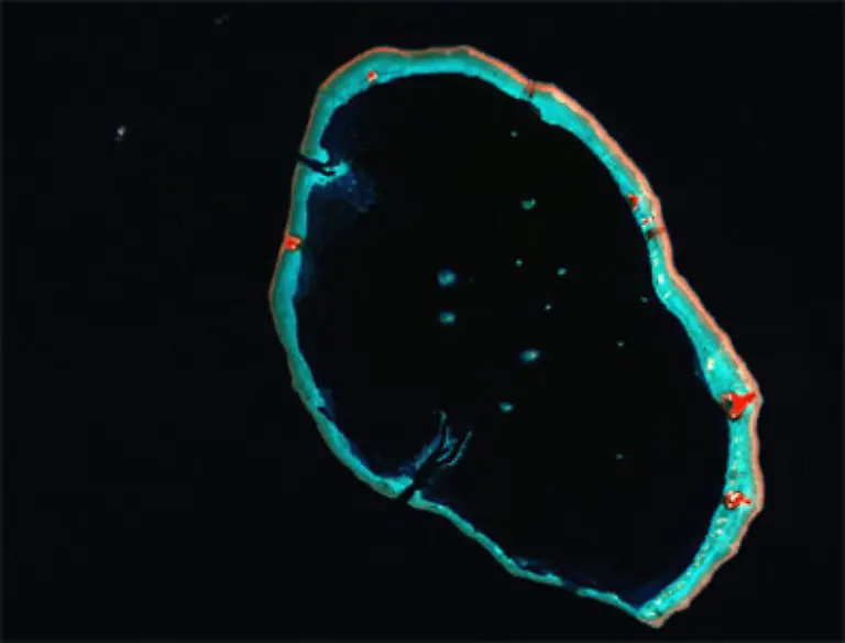 Das-schmelzende-Eis-sorgt-fuer-einen-Anstieg-des-Wasserspiegels-Auf-den-Carteret-Inseln-Papua-Neuguinea-ist-der-Kampf-gegen-das-steigende-Wasser-bereits-verloren-Die-Brunnen-sind-mit-Salzwasser-gefuellt-Die-2-500-Einwohner-sollen-umziehen