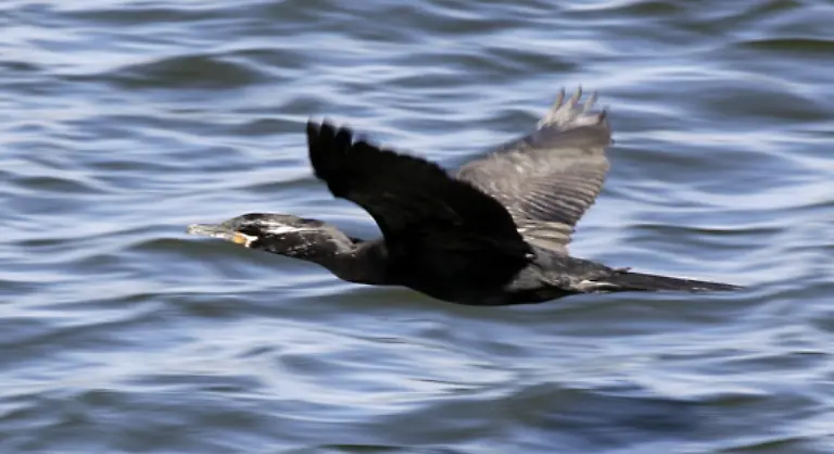 Sie-bezeichnen-die-Abschusserlaubnis-fuer-den-Kormoran-als-eine-Hetzjagd-auf-einen-Suendenbock
