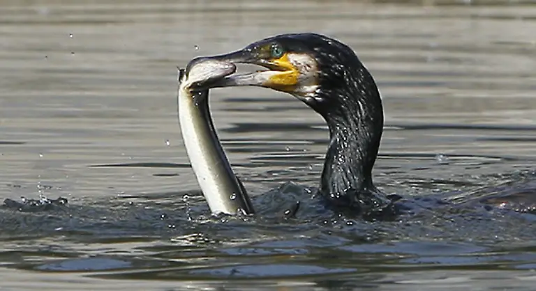 Nach-Ansicht-der-Behoerden-ist-der-Vogel-dafuer-verantwortlich