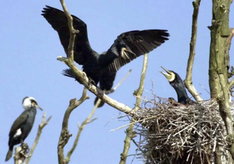 Die-unter-Naturschutz-stehenden-Wasservoegel-duerfen-vom-1-September-2008-bis-zum-15-Maerz-2009-bereits-im-vierten-Jahr-in-Folge