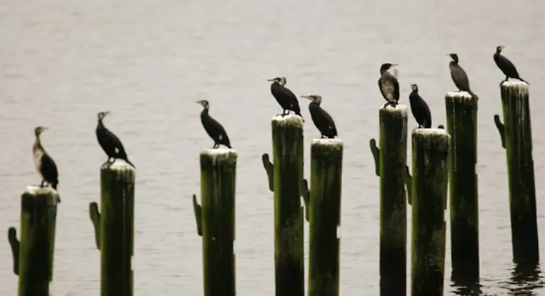 Rund-1500-Tiere-ueberwintern-jedes-Jahr-am-Bodensee