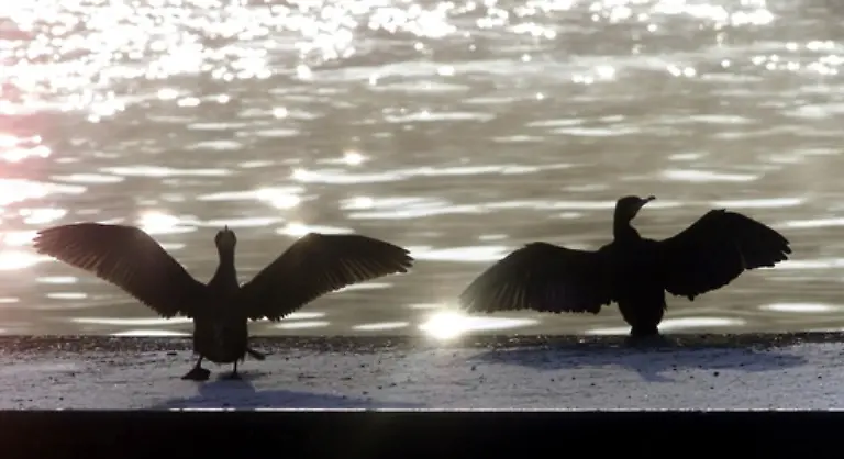 Natur-und-Tierschuetzer-sind-empoert