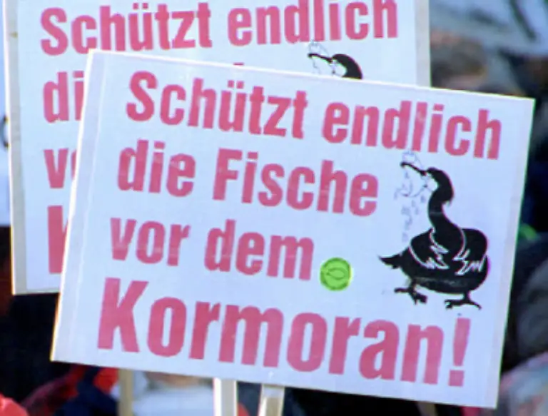 denn-fuer-den-Abschuss-gebe-es-keine-fachliche-Begruendung-Auch-ein-belegter-Zusammenhang-zwischen-Kormoranen-und-Fischbestaenden-fehle