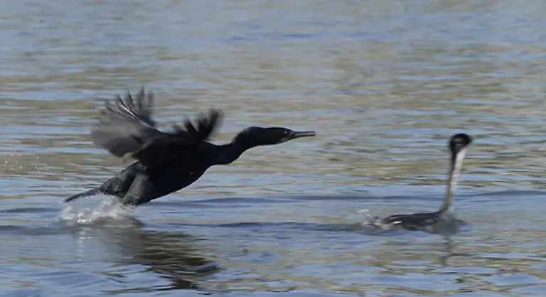 Berufsfischer-versuchten-bisher-auf-verschiedene-Arten-den-schwarzen-Vogel-loszuwerden