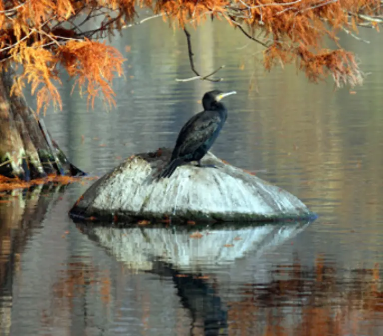 der-ihnen-sogar-den-Fisch-aus-den-Netzen-stehlen-soll