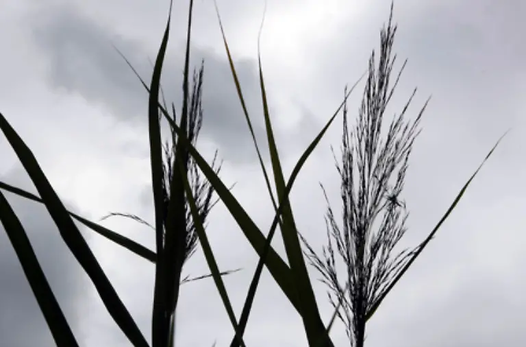 Um-die-Nester-der-Kormorane-zu-zerstoeren-wurde-in-den-vergangenen-Jahren-illegal-Schilf-am-Bodenseeufer-angezuendet-Mit-nur-geringem-Erfolg