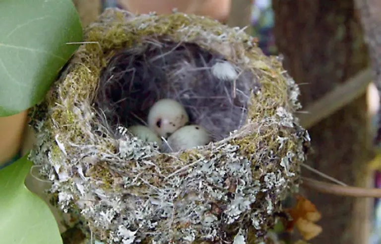 Ziel-war-es-so-die-Eier-der-Kormorane-auskuehlen-und-absterben-zu-lassen