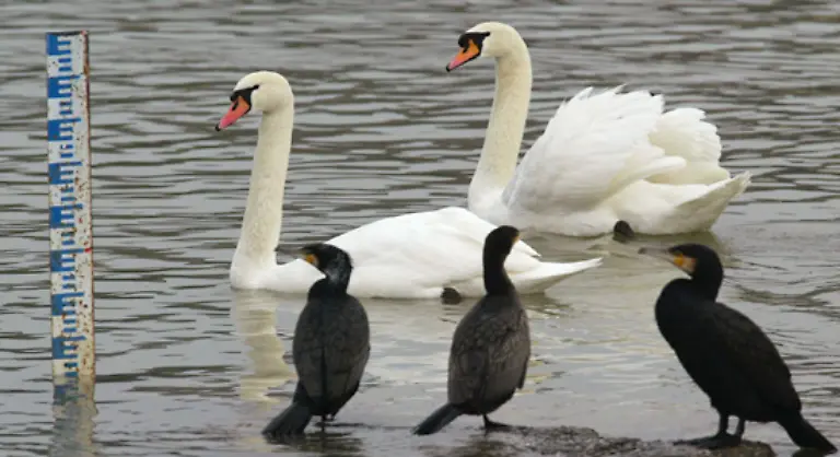 Die-Fronten-zwischen-Berufsfischern-und-Naturschuetzern-sind-verhaertet-und-von-Schwarz-Weiss-Malerei-gepraegt
