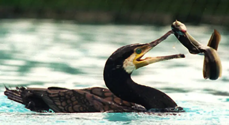 Dafuer-koennen-sie-bis-zu-40-Meter-tief-tauchen