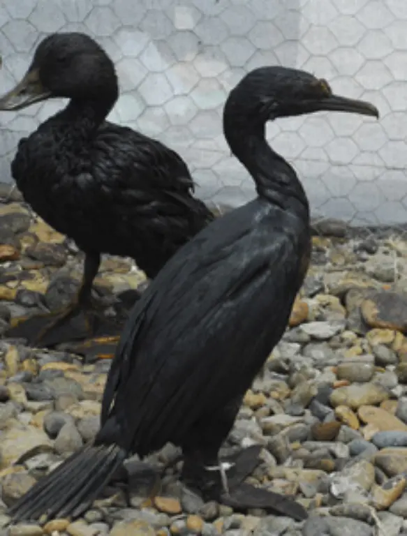 Seit-1979-steht-der-Vogel-der-zur-Ordnung-der-Ruderfuesser-gehoert-unter-Naturschutz