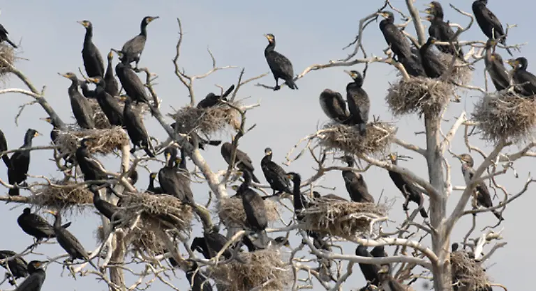 Die-Bestaende-haben-sich-seitdem-erholt-In-Deutschland-leben-derzeit-rund-50-000-Tiere-in-120-Kolonien