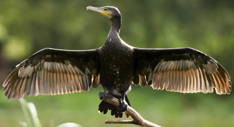 Der-Streit-um-das-Tier-haelt-jedoch-an-So-ist-fuer-Anfang-November-eine-Kormoran-Konferenz-in-Bruessel-geplant