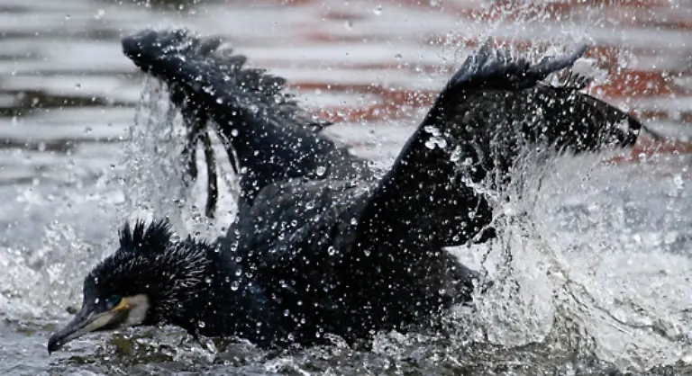 Die-Voegel-die-auf-allen-Kontinenten-ausser-Antarktika-verbreitet-sind-werden-in-China-und-in-Japan-sogar-gezaehmt