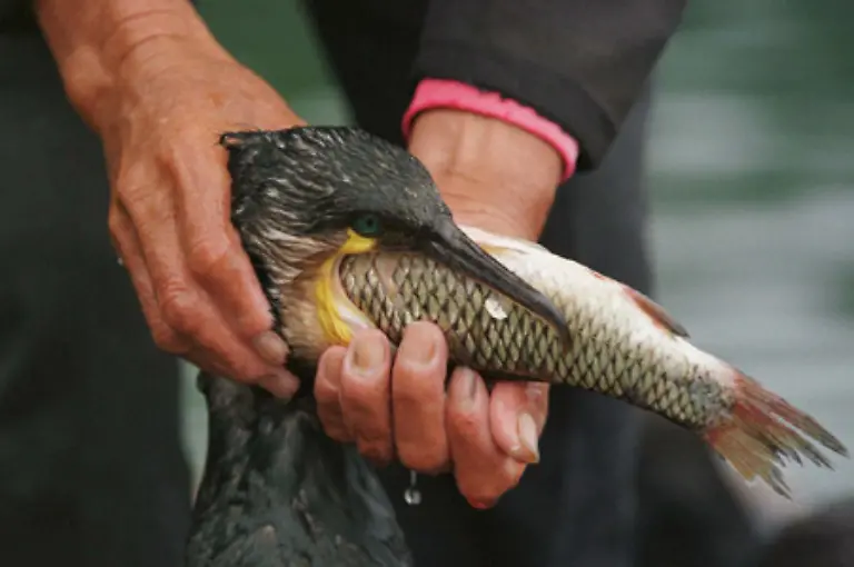 Sie-legen-dafuer-den-Kormoranen-Ringe-um-den-Hals-damit-sie-den-gefangenen-Fisch-nicht-hinunterschlucken-koennen