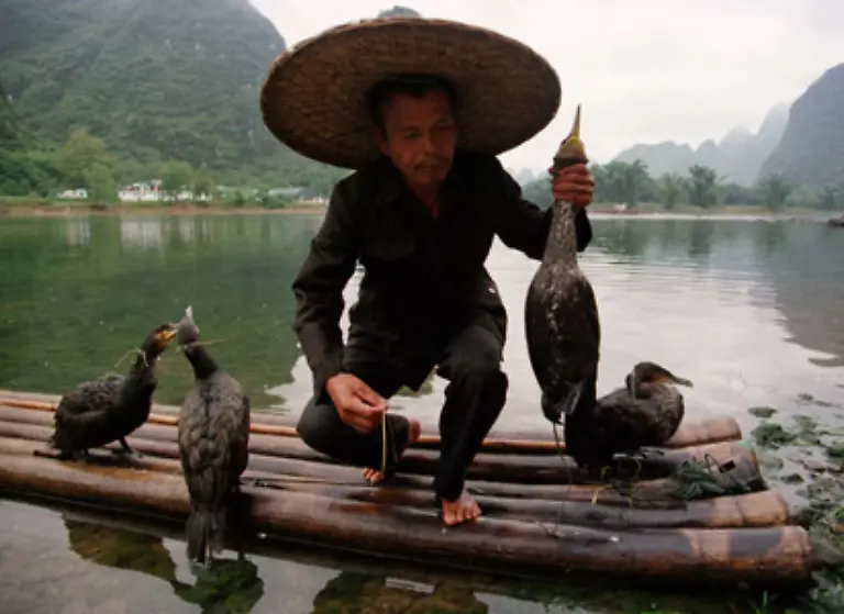 So-lange-die-Tiere-hungrig-sind-tauchen-sie-immer-wieder-um-Fisch-zu-fangen