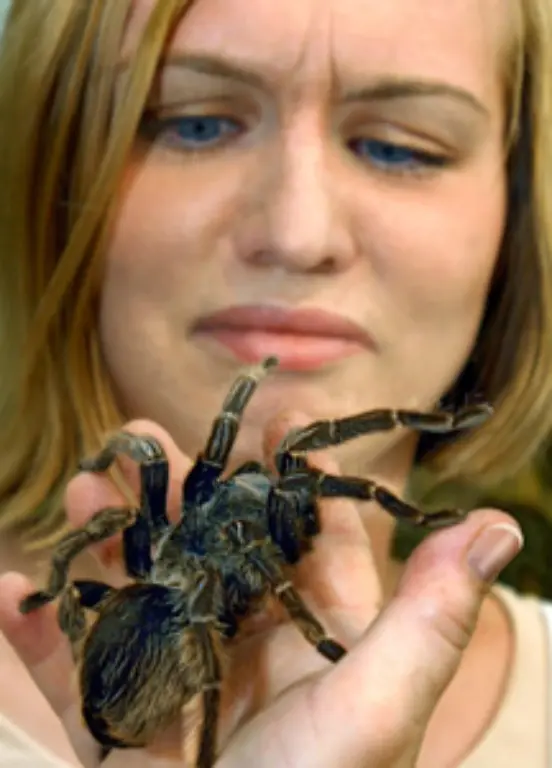 Laut-einer-Umfrage-ist-der-Furchtfaktor-Nummer-eins-im-Jahr-2008-nicht-die-eklige-Spinne