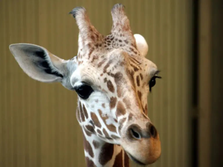 Das-hoechste-Tier-auf-der-Erde-ist-die-Giraffe