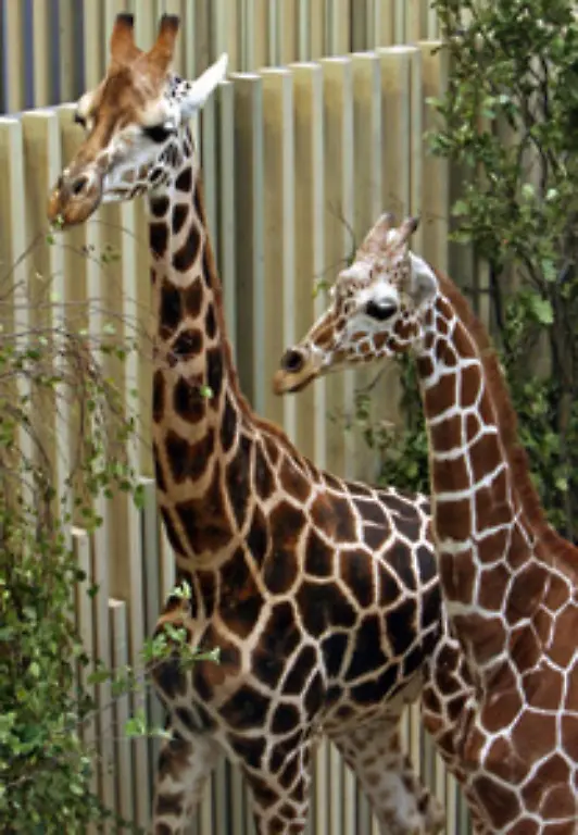 Das-hoechste-registrierte-Tier-lebte-in-einem-Zoo-in-England-Der-Massai-Giraffen-Bulle-namens-George-war-sechs-Meter-hoch