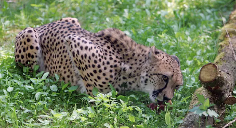 Der-Gepard-ist-das-am-schnellsten-laufende-Tier-der-Welt-aber-nur-auf-der-kurzen-Strecke-Die-Raubkatze-ereicht-Spitzengeschwindigkeiten-von-120-km-h-Die-schnellsten-Tiere-koennen-in-drei-Sekunden-auf-ueber-100-km-h-beschleunigen