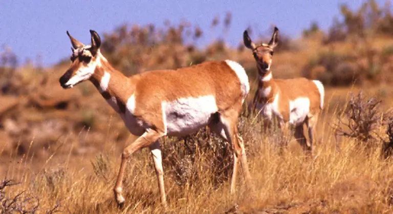 Die-Tiere-leben-in-grossen-Herden-in-Nord-und-Suedamerika-Auch-die-weiblichen-Tiere-werden-Gabelbock-genannt-Ihr-gesamter-Koerper-ist-auf-das-schnelle-Laufen-auf-langen-Strecken-ausgerichtet