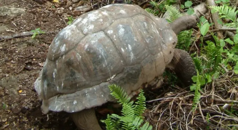 und-soll-laut-Zoo-Unterlagen-bereits-1750-geschluepft-sein-Adwaitya-soll-demnach-ueber-250-Jahre-alt-geworden-sein-Die-Schildkroete-starb-im-Maerz-2006